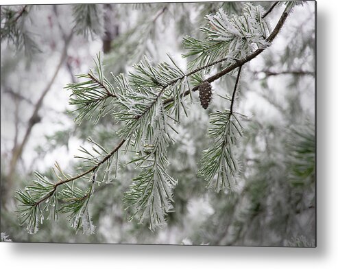 Frost Metal Print featuring the photograph Frosty Pinecone by Mike Eingle