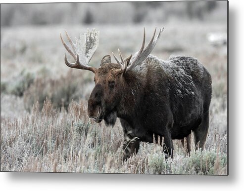 Moose Metal Print featuring the photograph Frosty the Moose by Ronnie And Frances Howard