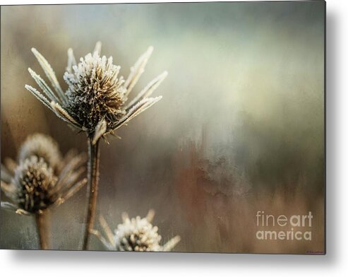 Thistles Metal Print featuring the photograph Frosty Thistles by Eva Lechner
