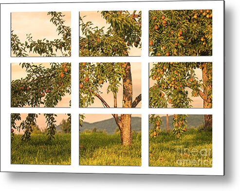 Fruit Tree In The Orchard Metal Print featuring the photograph Fruit In The Orchard Through The Window Pane by Mary Lou Chmura