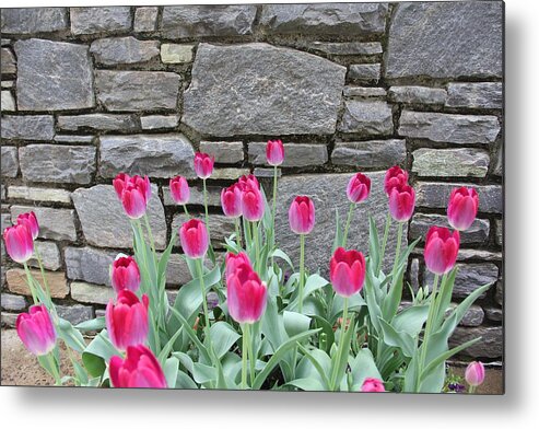 Tulips Metal Print featuring the photograph Fuchsia Color Tulips by Allen Nice-Webb