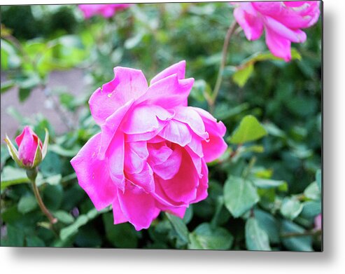 Roses Metal Print featuring the photograph Fuchsia Roses by Lisa Blake
