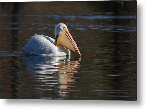 American White Pelican Metal Print featuring the photograph Full Pouch by Fraida Gutovich