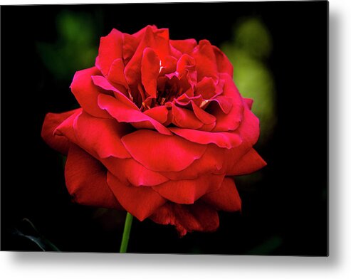 Rose Metal Print featuring the digital art Fully Open by Ed Stines