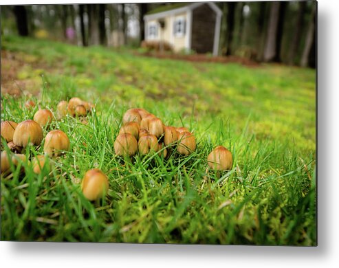 Fungi Metal Print featuring the photograph Fun Guys by Andrew Crispi