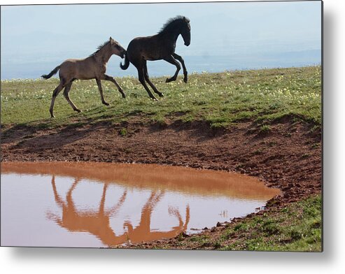 Wild Horse Metal Print featuring the photograph Fun in the Rockies- Wild Horse Foals by Mark Miller