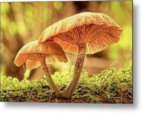 Fungi Metal Print featuring the photograph Fungi Beauty by Catherine Reading