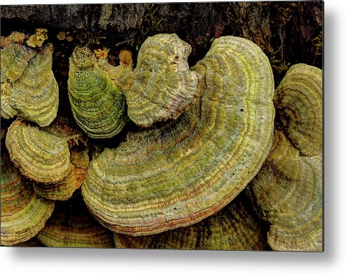 Fungus Metal Print featuring the photograph Fungus On The Log by Mike Eingle
