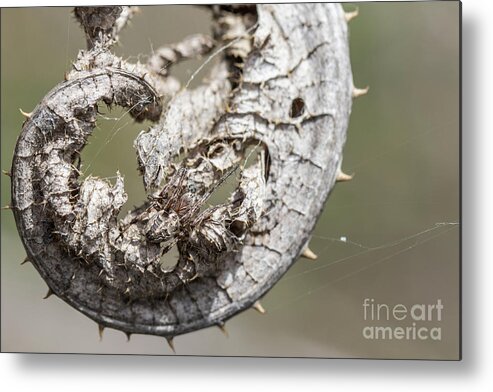 Animal Metal Print featuring the photograph Furrow Orb Weaver on a dry thisle leaf by Jivko Nakev