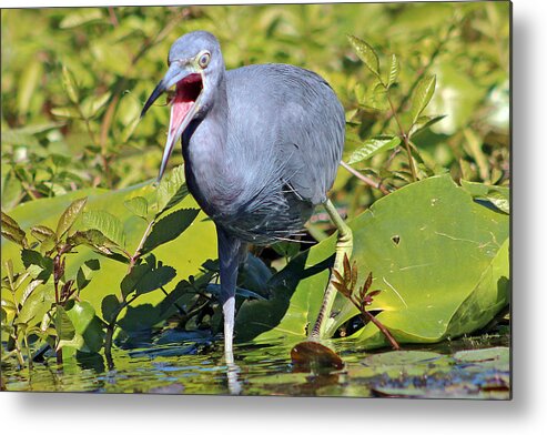 Bird Metal Print featuring the photograph Fussy Little Blue Heron by DB Hayes
