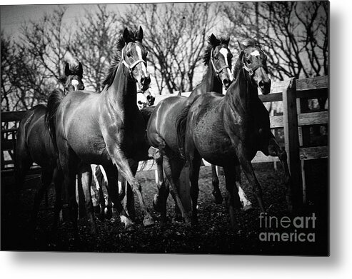Horse Metal Print featuring the photograph Galloping horses by Dimitar Hristov