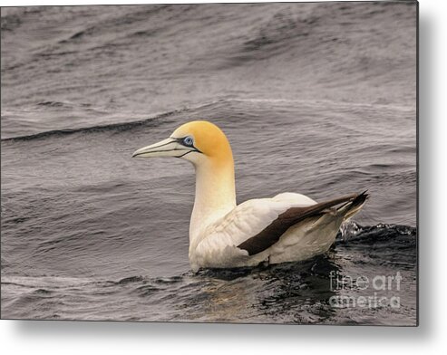 Australia Metal Print featuring the photograph Gannet 5 by Werner Padarin