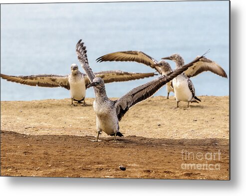 Gannet Metal Print featuring the photograph Gannet Chick 2 - Flying School by Werner Padarin