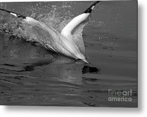 Animal Metal Print featuring the photograph Gannet northern morus bassan setting on the ocean surface by Sami Sarkis