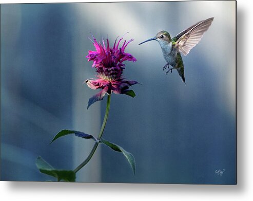 Hummingbird Metal Print featuring the photograph Garden Jewelry by Everet Regal