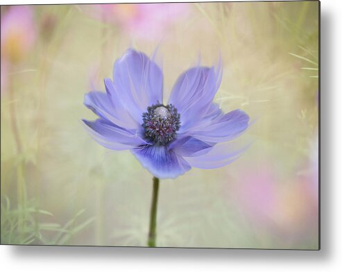 Flower Metal Print featuring the photograph Garden of my dreams. by Usha Peddamatham