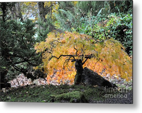 Fall Metal Print featuring the photograph Garden Tapestry by Tatyana Searcy