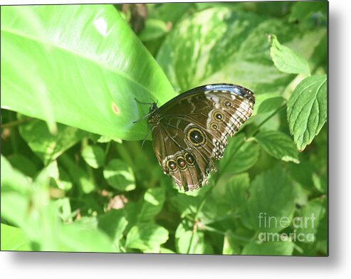 Blue-morpho Metal Print featuring the photograph Garden with a Blue Morpho Butterfly with Wings Closed by DejaVu Designs