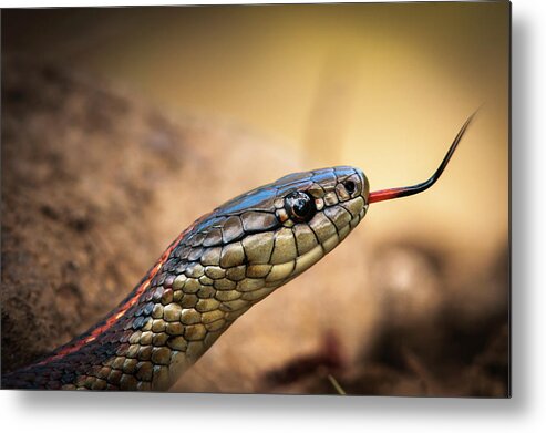Animals Metal Print featuring the photograph Garter Snake and Tongue by Robert Potts