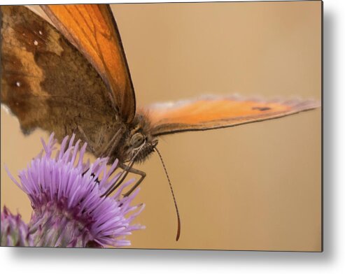 Nature Metal Print featuring the photograph Gatekeeper by Wendy Cooper