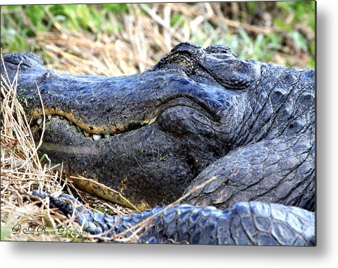 American Alligator Metal Print featuring the photograph Gator Head by Barbara Bowen