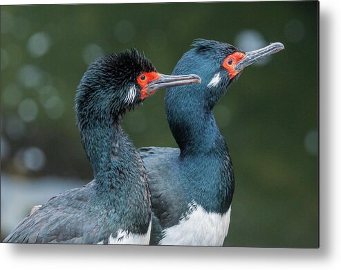 Birds Metal Print featuring the photograph Gazing into the future. by Usha Peddamatham