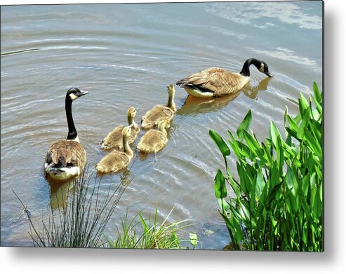 Goose Metal Print featuring the photograph Geese and Goslings by Ludwig Keck