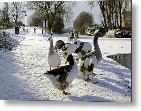 Europe Metal Print featuring the photograph Geese at the Frozen Horninglow Basin by Rod Johnson