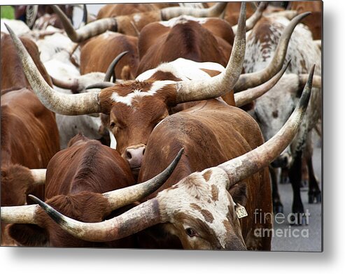 Longhorn Steers Metal Print featuring the photograph Gentle Movement by Toni Hopper