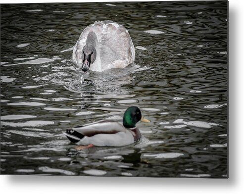 Brown Swan Metal Print featuring the photograph Get Off Of My Lawn by Ray Congrove