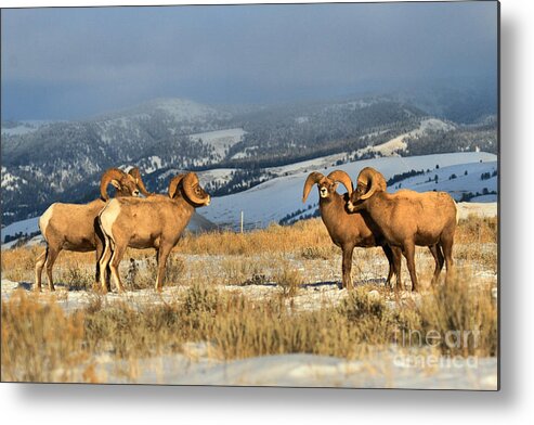 Bighorn Metal Print featuring the photograph Getting Ready For Battle by Adam Jewell