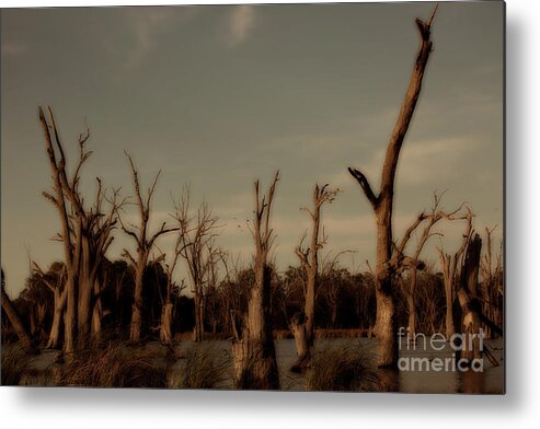 Tree Metal Print featuring the photograph Ghostly Trees by Douglas Barnard