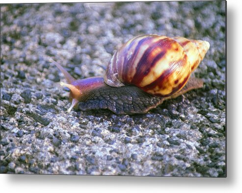 Giant African Snail Achatina Fulica Metal Print featuring the photograph Giant African Snail Achatina fulica by Frank Wilson