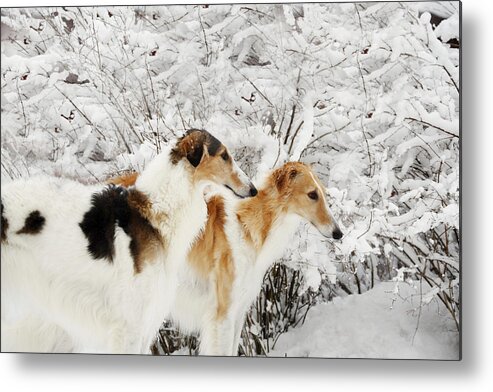 Borzois Metal Print featuring the photograph giant Borzoi hounds in winter by Christian Lagereek