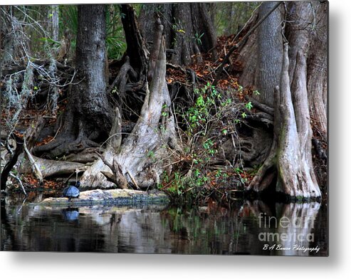 Cypress Knees Metal Print featuring the photograph Giant Cypress Knees by Barbara Bowen