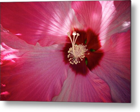 China Rose Metal Print featuring the photograph Giant Hibiscus by Mary Lee Dereske