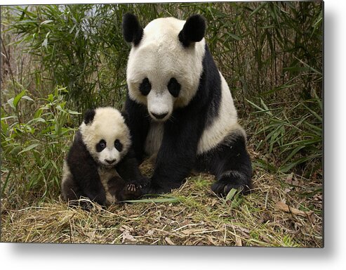 Mp Metal Print featuring the photograph Giant Panda Ailuropoda Melanoleuca by Katherine Feng