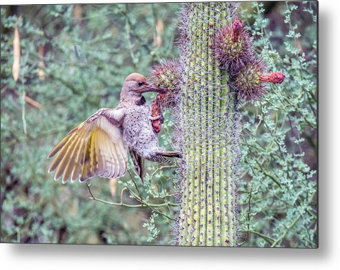 Juvenile Metal Print featuring the photograph Gilded Flicker 4167 by Tam Ryan