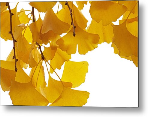 Fn Metal Print featuring the photograph Ginkgo Ginkgo Biloba Leaves In Autumn by Aad Schenk