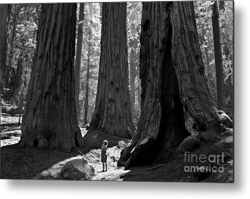 Sequoias Metal Print featuring the photograph Girl and Giants by Olivier Steiner