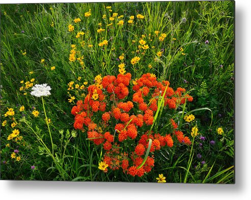 Butterfly Weed Metal Print featuring the photograph Glacial Wildflowers by Ray Mathis