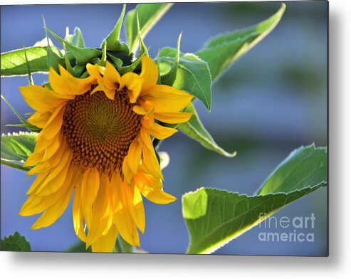 Mammoth Sunflowers Metal Print featuring the photograph Glad To Be Here by Angela J Wright