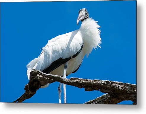 Wildlife Metal Print featuring the photograph Glamorous Wood Stork by Kenneth Albin