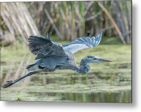Bird Metal Print featuring the photograph Gliding over the wetlands... by Ian Sempowski