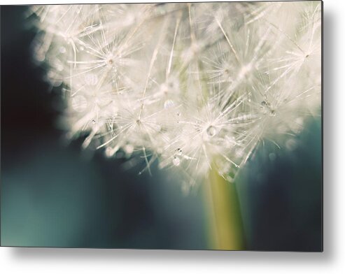 Dandelion Metal Print featuring the photograph Glisten by Amy Tyler
