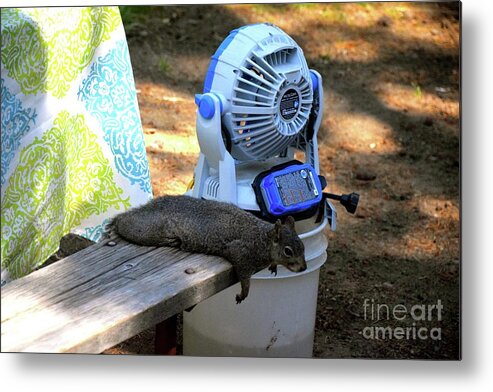 Squirrel Metal Print featuring the photograph Global Warming by Johanne Peale