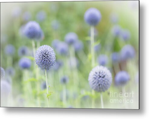 Echinops Metal Print featuring the photograph Globe Thistles by Eva Lechner