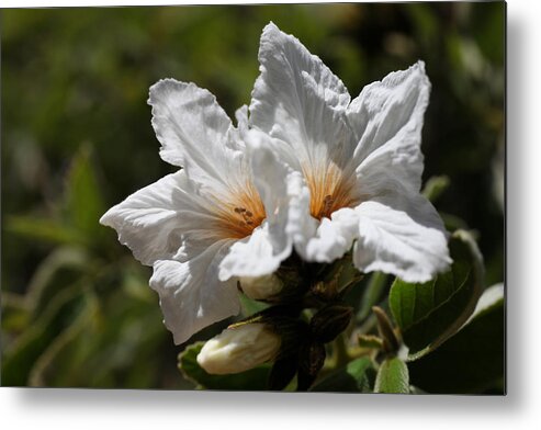 Glorious Metal Print featuring the photograph Glorious White Desert Flowers by Tammy Pool