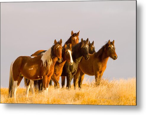 Wild Horse Metal Print featuring the photograph Glow by Kent Keller