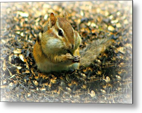 Chipmunk Metal Print featuring the photograph Glutton by Barbara S Nickerson